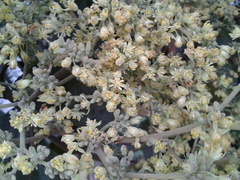 Heliocarpus
