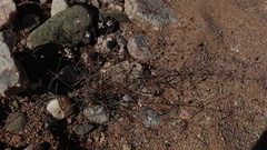 Hypertelis spergulacea