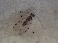Ectopsocus petersi