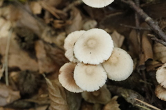 Mycena zephirus