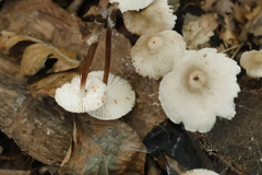 Mycena zephirus