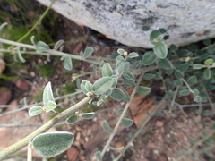 Podalyria burchellii