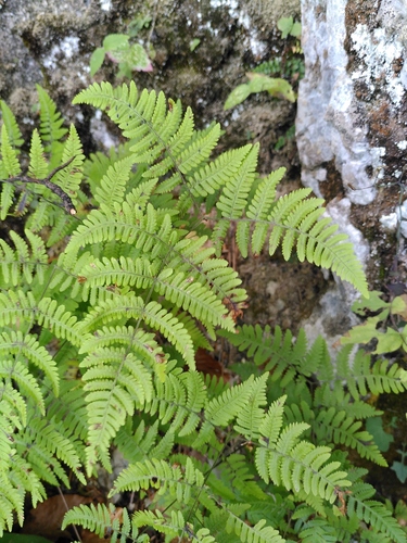 peračina Robertova (Gymnocarpium robertianum)