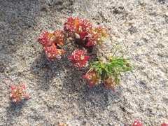 Crassula glomerata