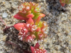 Crassula glomerata