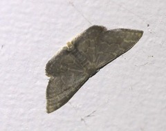 Idaea coercita