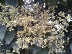 Heliocarpus