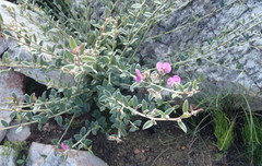 Podalyria burchellii