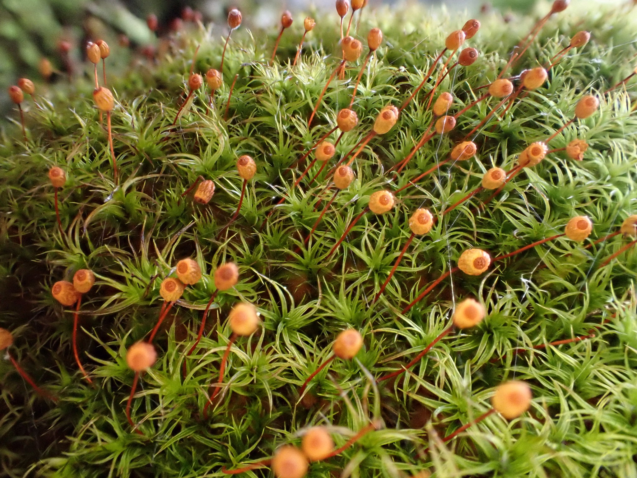Plagiopus oederianus