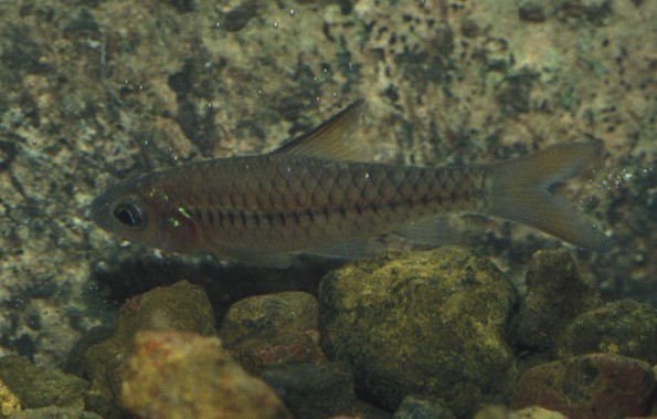 Guild's barb (Enteromius guildi) — Cyprinidae