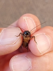 Loxoblemmus arietulus