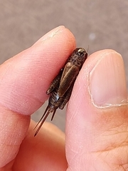 Loxoblemmus arietulus