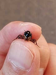 Loxoblemmus arietulus