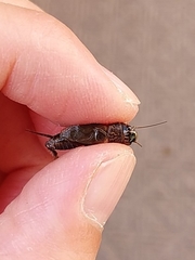 Loxoblemmus arietulus