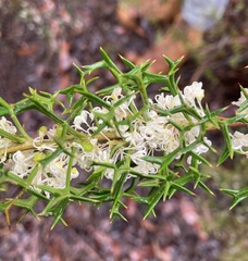 Grevillea trifida