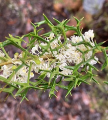 Grevillea trifida