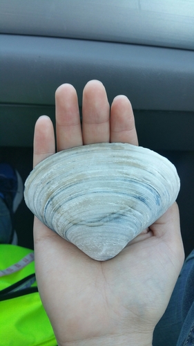 West Atlantic Surfclam