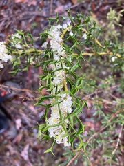 Grevillea trifida