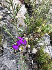 Polygala peduncularis