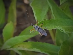 Rhynocoris bipustulatus