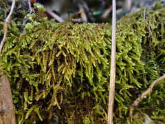 Microhypnum sauteri