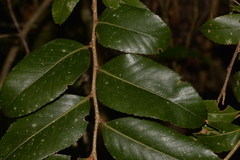 Nothofagus moorei
