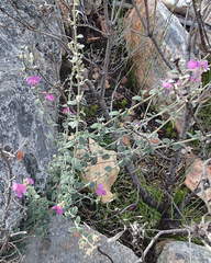 Podalyria burchellii