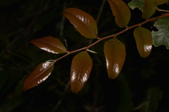 Nothofagus moorei