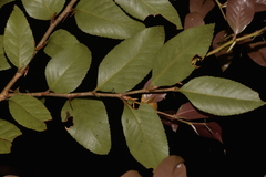 Nothofagus moorei