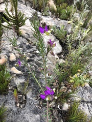 Polygala peduncularis