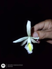 Sobralia fragrans