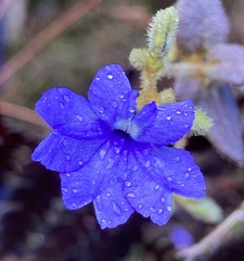 Dampiera hederacea