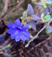 Dampiera hederacea