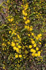 Acacia halliana