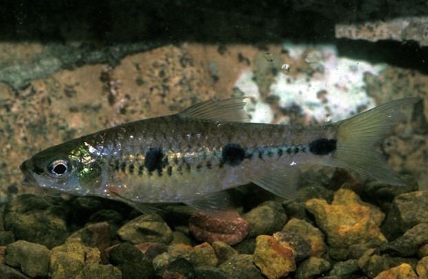 Threespot Barb