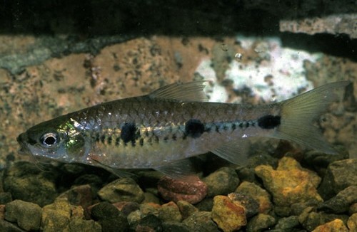 Threespot barb (Enteromius trispilos) — Cyprinidae — 4