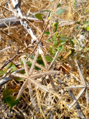 Dactyloctenium aegyptium image