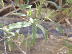 Stevia lemmonii