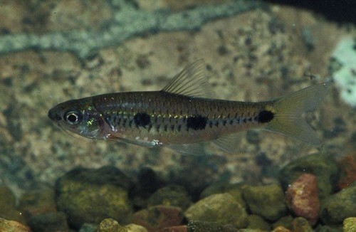 Threespot barb (Enteromius trispilos) — Cyprinidae