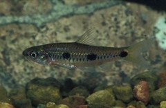 Enteromius trispilos