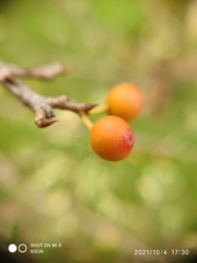 Ficus natalensis leprieurii