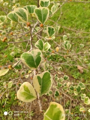 Ficus natalensis leprieurii