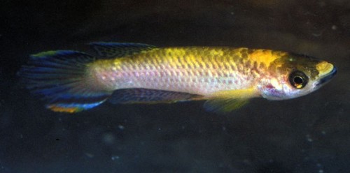 Olbrechts' panchax (Epiplatys olbrechtsi) — Nothobranchiidae — 3