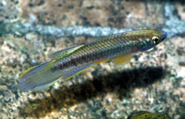 Epiplatys olbrechtsi