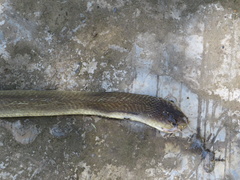Naja siamensis