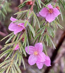 Boronia stricta