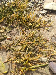 Salicornia tegetaria