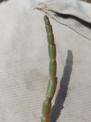 Salicornia tegetaria