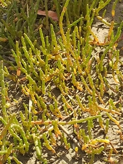 Salicornia tegetaria