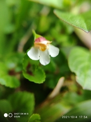 Torenia polygonoides